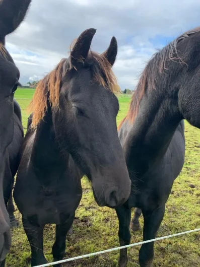 Tsjibbe midden van 2 paarden